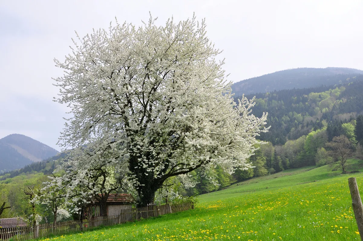 apple tree in flower